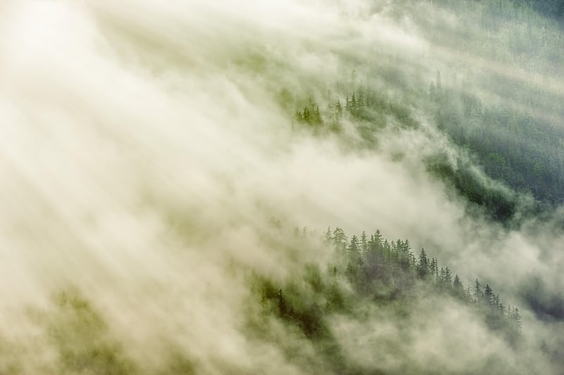 Fairy-tale trees
