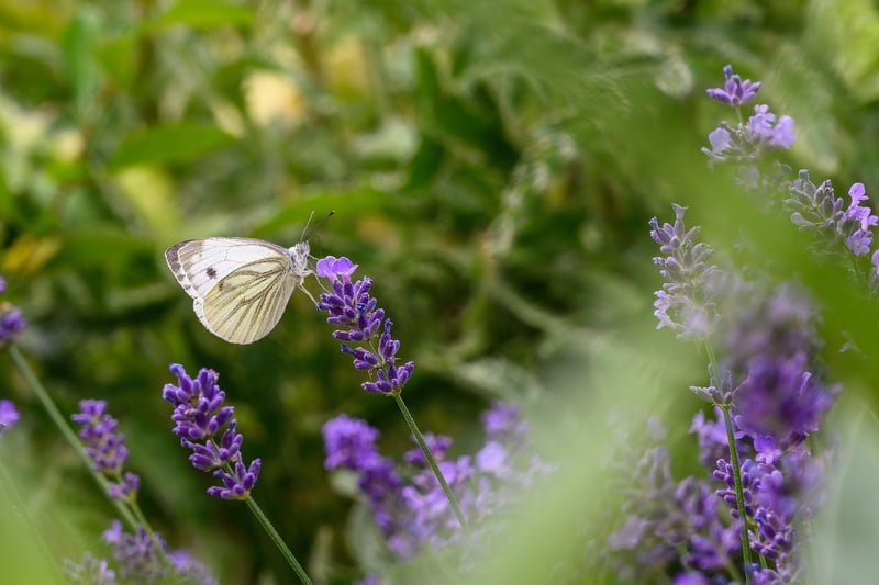 Dreamy Garden