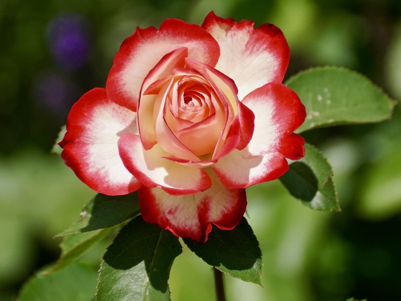 Exotic Flower